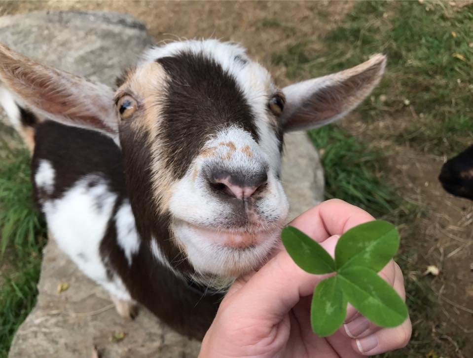 Four Leaf Clovers – Clover Ridge Animal Sanctuary