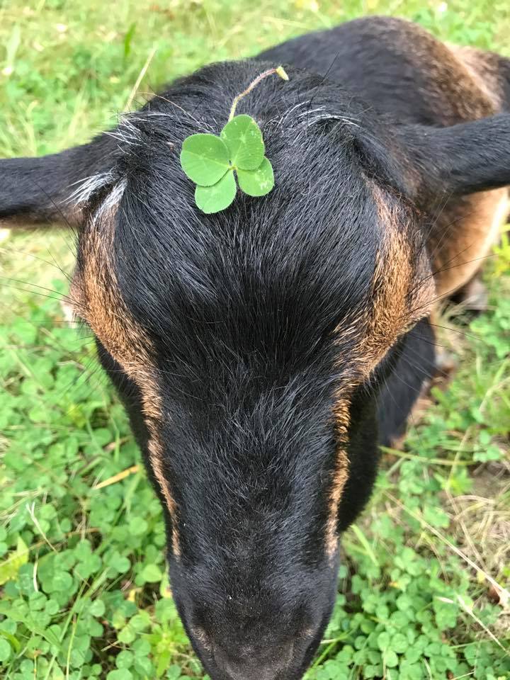 21765229_10213066941975441_1521809766050065600_n